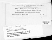 Corinectria fuckeliana image